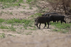 2019-09-Tansania-OK-1907