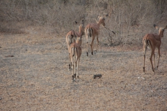 2019-09-Tansania-OK-2031