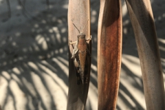 2019-09-Tansania-OK-2649