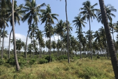 2019-09-Tansania-OK-2722