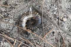 2019-09-Tansania-OK-2732