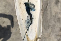 2019-09-Tansania-OK-2746