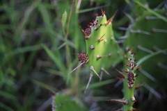 2019-09-Tansania-OK-2758
