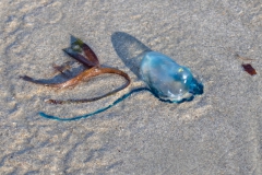2019-09-Tansania-OK-2769